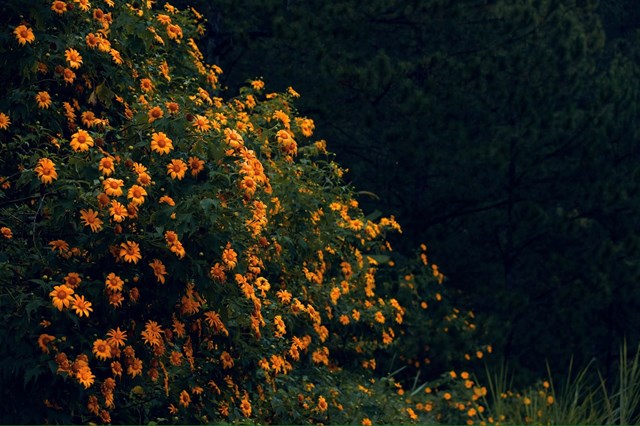 Cẩm Nang Săn Dã Quỳ Đà Lạt 2025: 4 Cung Đường Vàng & Bí Kíp Cho Chuyến Đi Hoàn Hảo