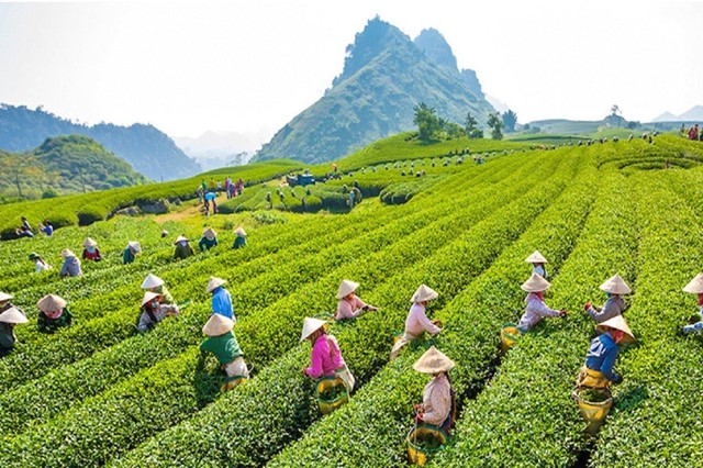 Cau Dat Tea Hill Dalat Vietnam – A Hundred Years Of History